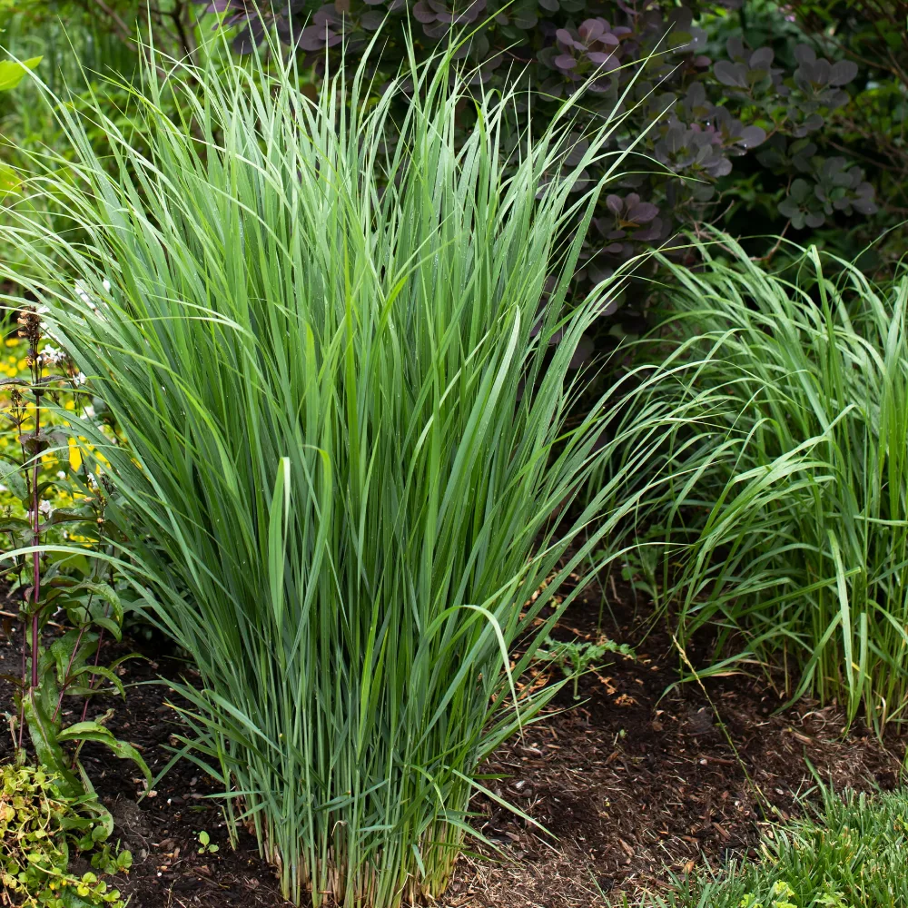 Panic érigé Northwind Panicum virgatum northwind