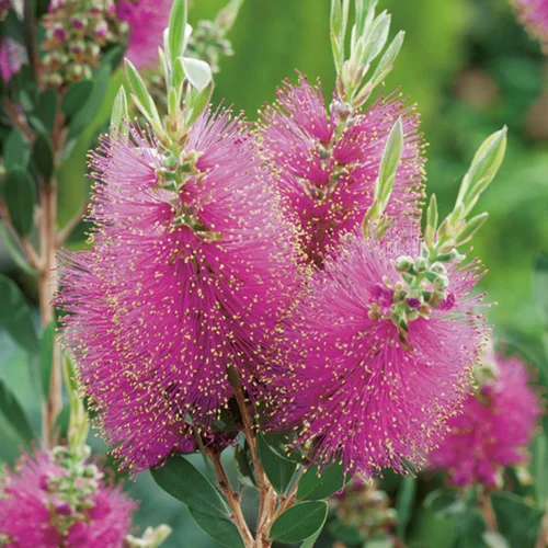 Rince bouteilles (CALLISTEMON VIMINALIS HOT PINK) Le pot de 3 litres
