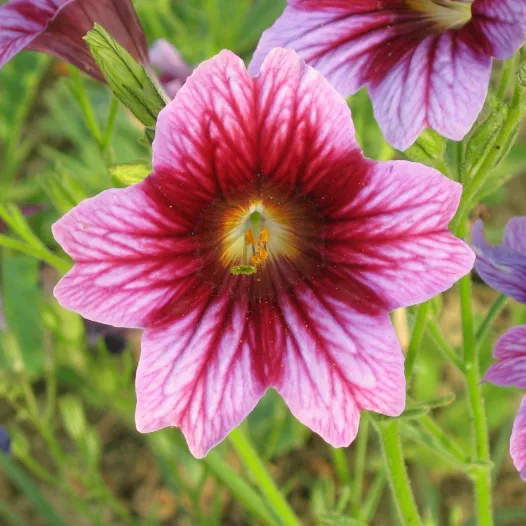 Bio zaden van Salpiglossis gemengd