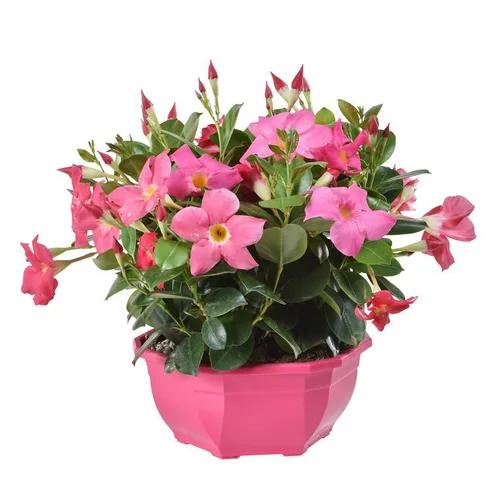 Dipladénia buisson coloris variés. La coupe de 25 cm