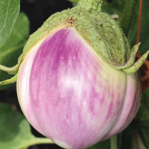 Aubergine Rosa Bianca Bio. Le pot de 10,5 cm