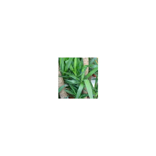 Yucca 3PP pot Ø27xH165 cm