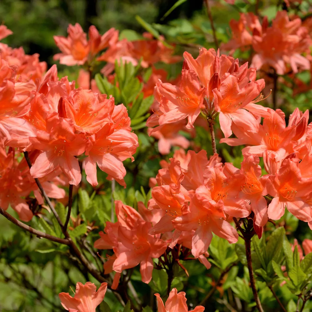Azalée de Chine rouge orangée Rhododendron (azalea x Knapp Hill) Fireball