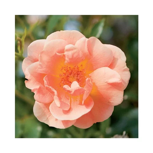 Rosier Calizia ½ tige – Pot déco de 10L