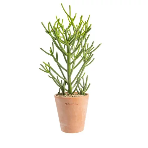 Euphorbia tirucalli en pot terre cuite H 20 x Ø 15 cm