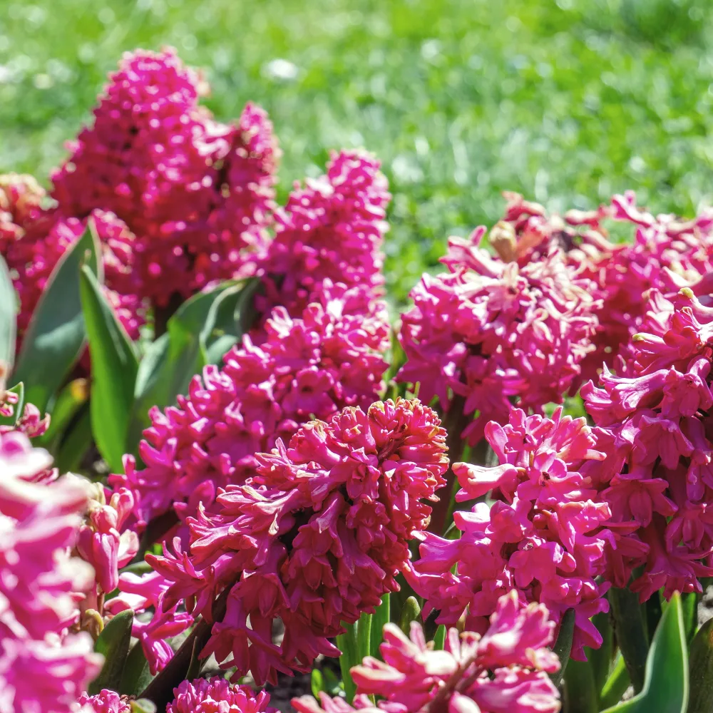 3 Jacinthes rouges Hyacinthus orientalis