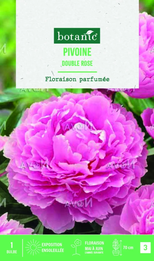 Bulbe de fleurs Pivoine Lactiflora double rose botanic® – 1 bulbe