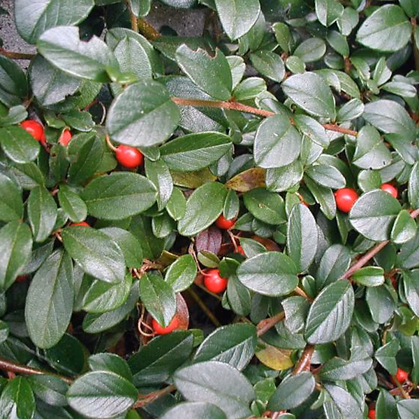 2 x Cotonéaster de Dammer – Cotoneaster dammeri, 20, 30 cm pot