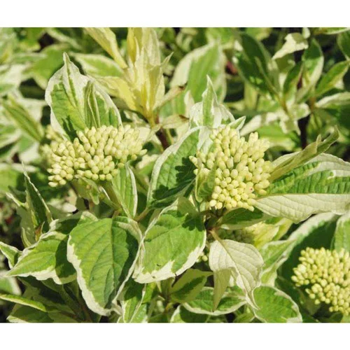 Cornouiller blanc Elegantissima (Cornus Alba). Le pot de 4 litres