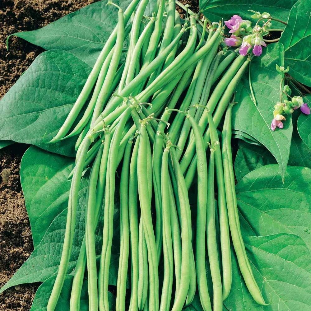 Haricot nain filet sans fil Mascaret Phaseolus vulgaris nain filet sans fil mascaret
