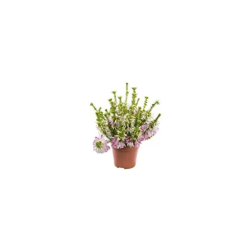 Erica Verticillata - Le pot de 4 litres