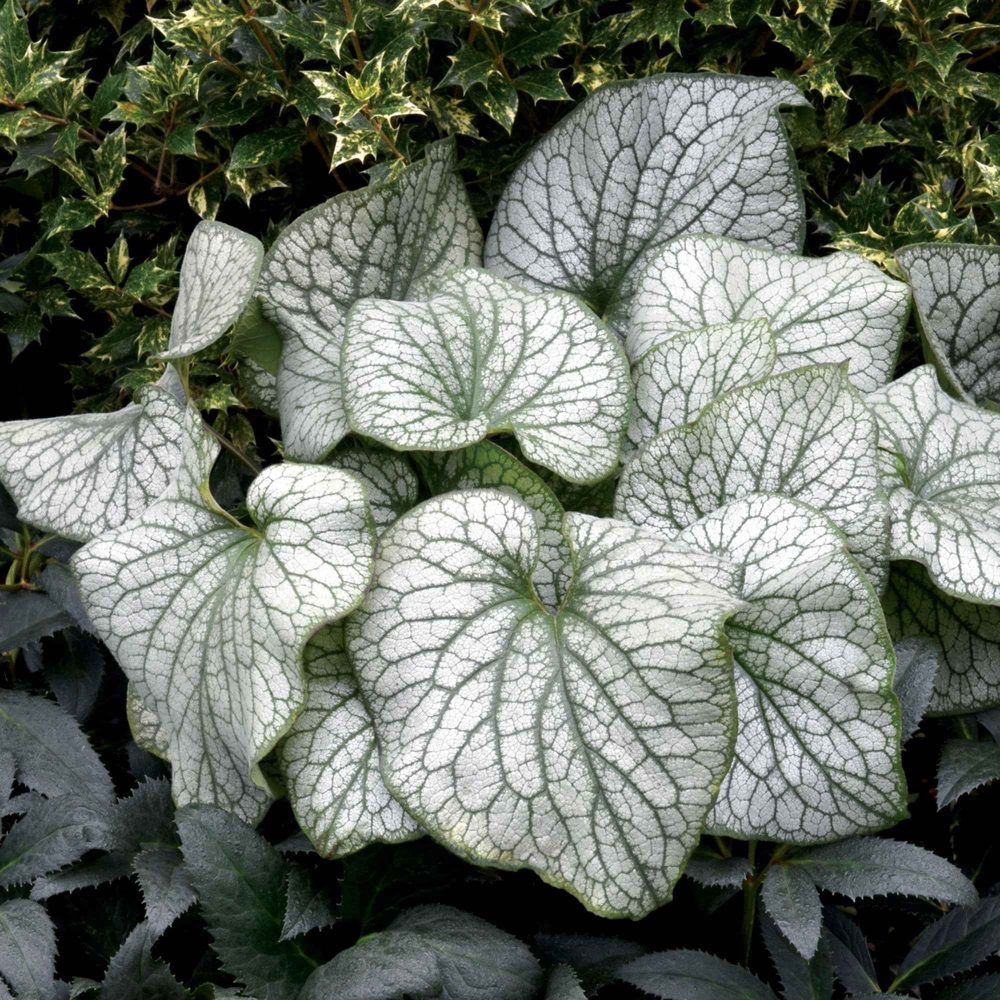 Myosotis du Caucase Alexander Great Brunnera macrophylla alexanders great