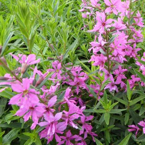 Salicaire Rose Queen Lythrum virgatum rose queen