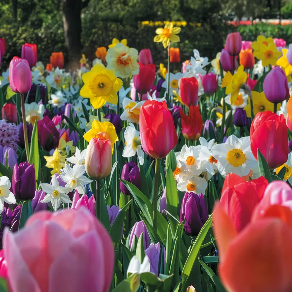 Bulbes de printemps pour massif arc-en-ciel Narcissus, Tulipa Purple Priince, Van Eijk, Apeldoorn's Elite