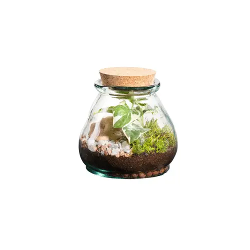 Terrarium autonome botanic® Bila Uso - Taille S Ø 12 cm H 12 cm