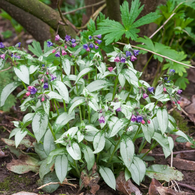 Pulmonaire Majesté Pulmonaria saccharata Majeste