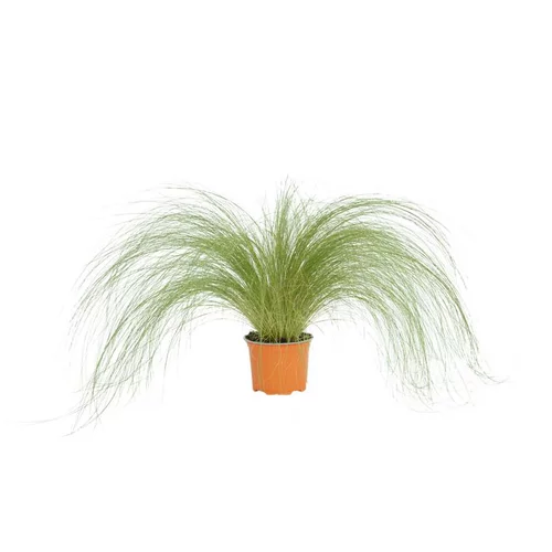 Stipa cheveux d'anges - Le pot diam 12 cm