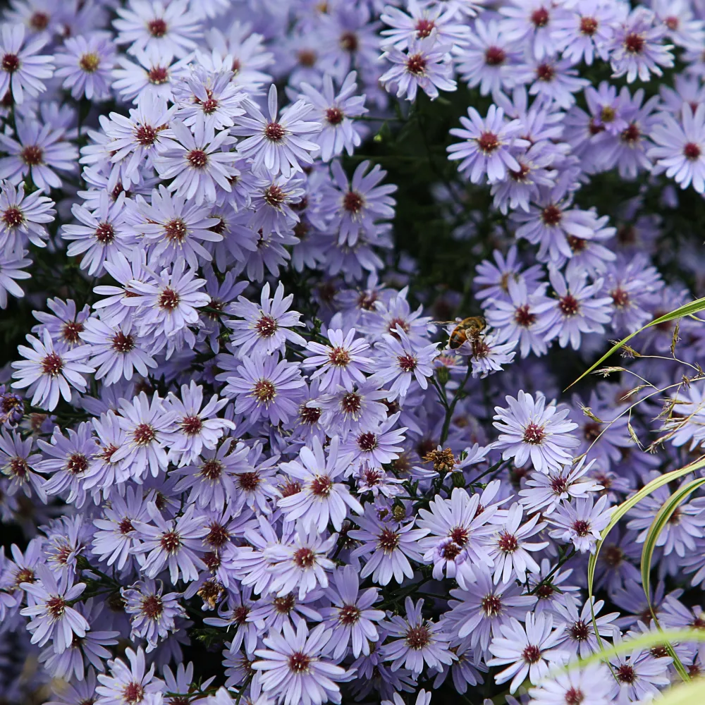 3 Asters Wood's light blue Aster wood's light blue