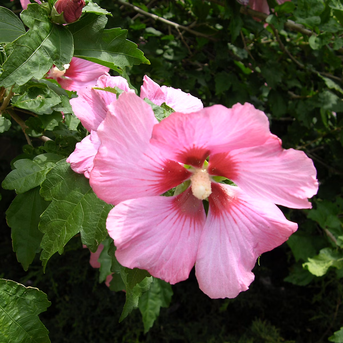2 x Mauve en arbre 'Woodbridge' – Hibiscus syriacus 'Woodbridge', 40, 60 cm pot