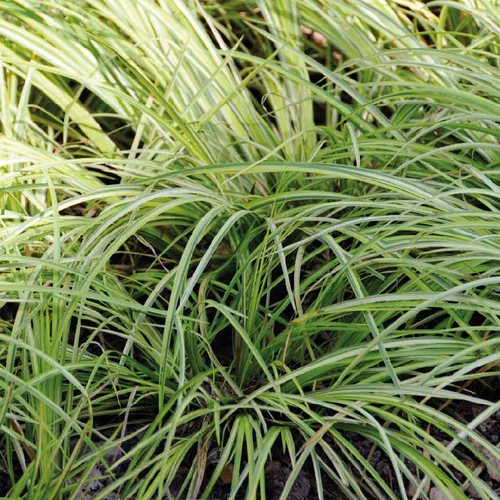 Acorus Gramineus Variegatus. Le pot de 2 litres