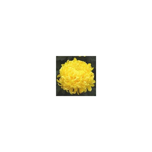 Chrysanthème grosses fleurs - Le pot de 1 litre
