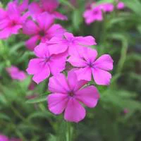 Phlox de Drummond - Le pot de 1 litre