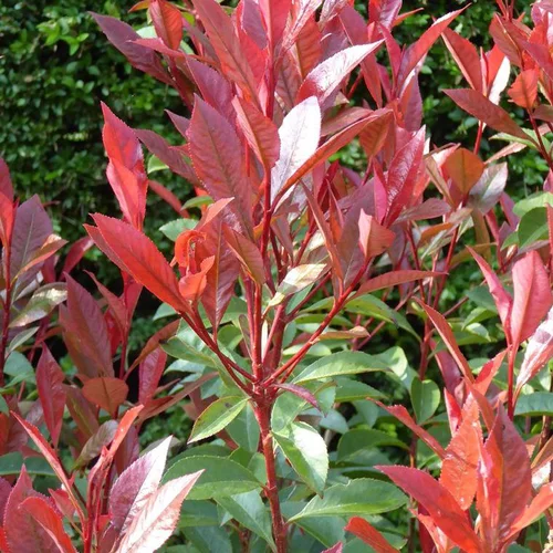 Photinia Fraseri Little Red Robin. Le pot de 2 litres