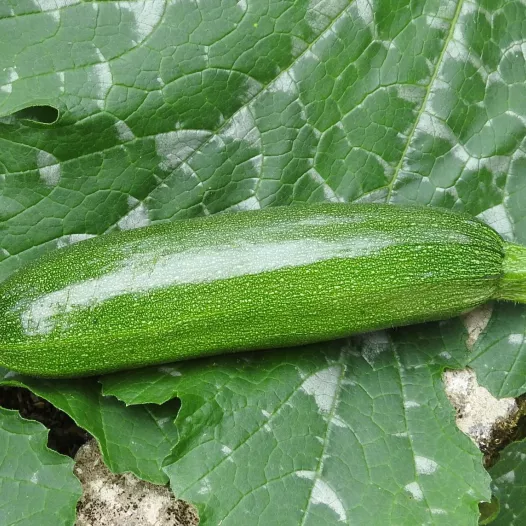 Bio zaden van Courgette Mutabile