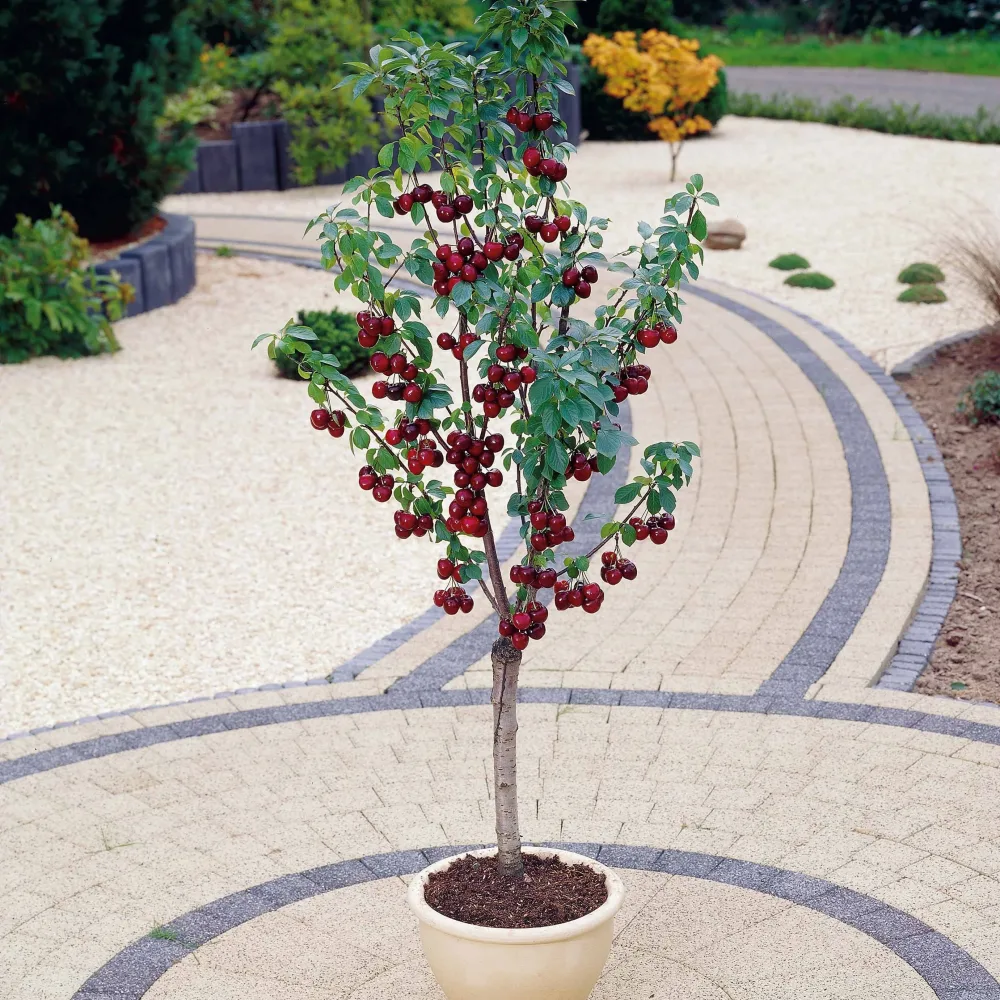 Mini-cerisier Spur Van Prunus avium van