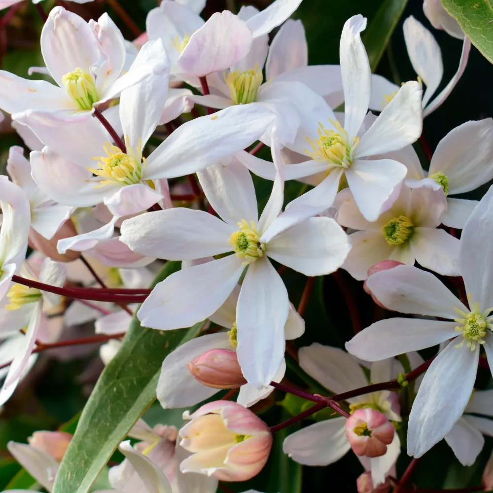 Clématite du Père Armand Apple blossom Clematis armandii Apple Blossom