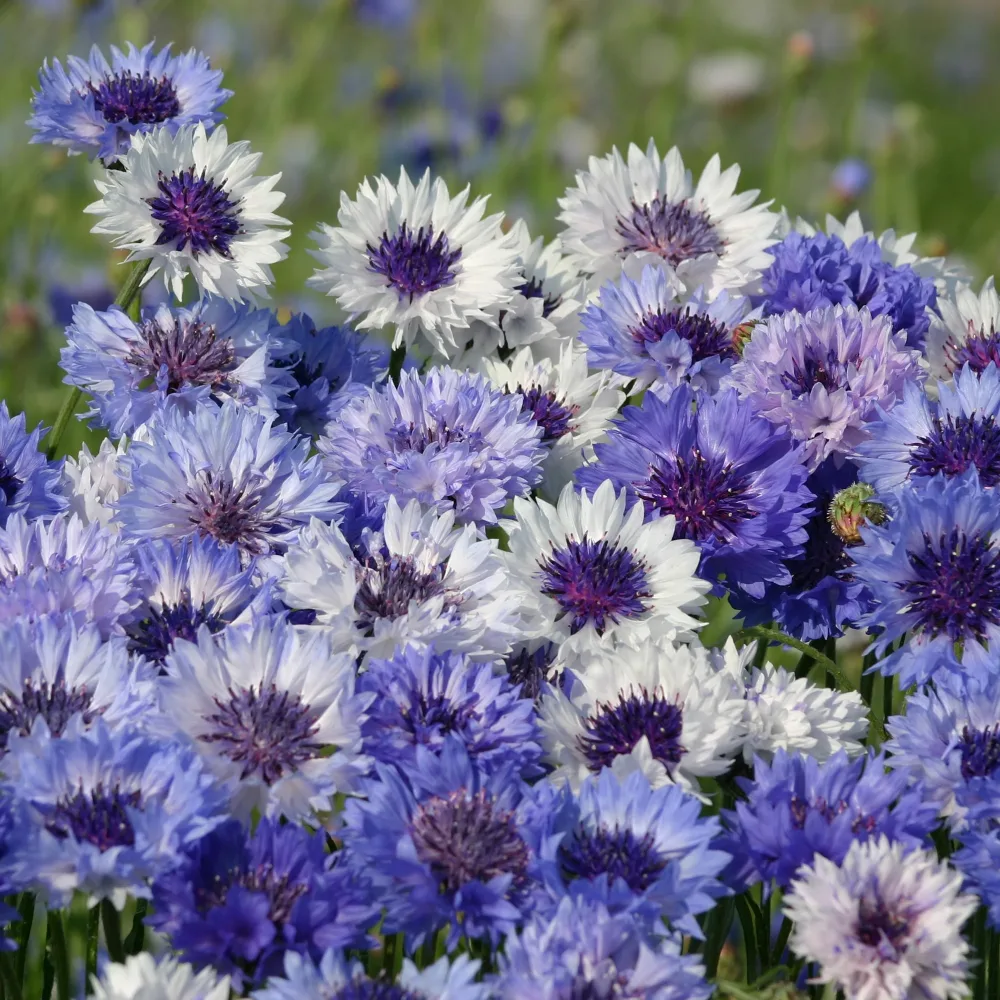 Centaurée barbeau Classic Fantastic Centaurea cyanus 'Classic Fantastic'