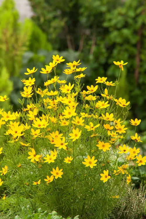 Coréopsis ‘Zagreb’ - Le pot de 2 litres