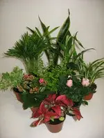 Schlumbergera ou Cactus de Noël. Le pot de Ø 9 cm