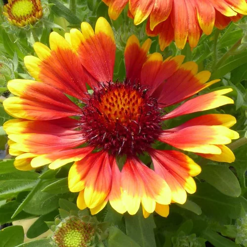 Gaillardia - Le pot de 3 litres