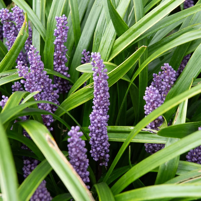 Liriope muscari Liriope muscari