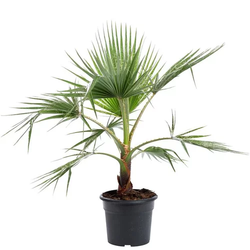 Palmier Washingtonia ou Palmier en pot de 10 L