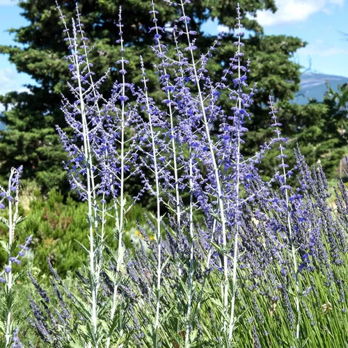 Perovskia Sauge de Siberie - Le pot de 4 litres