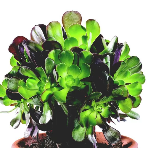 Aeonium Arboreum - Le pot de 1 litre
