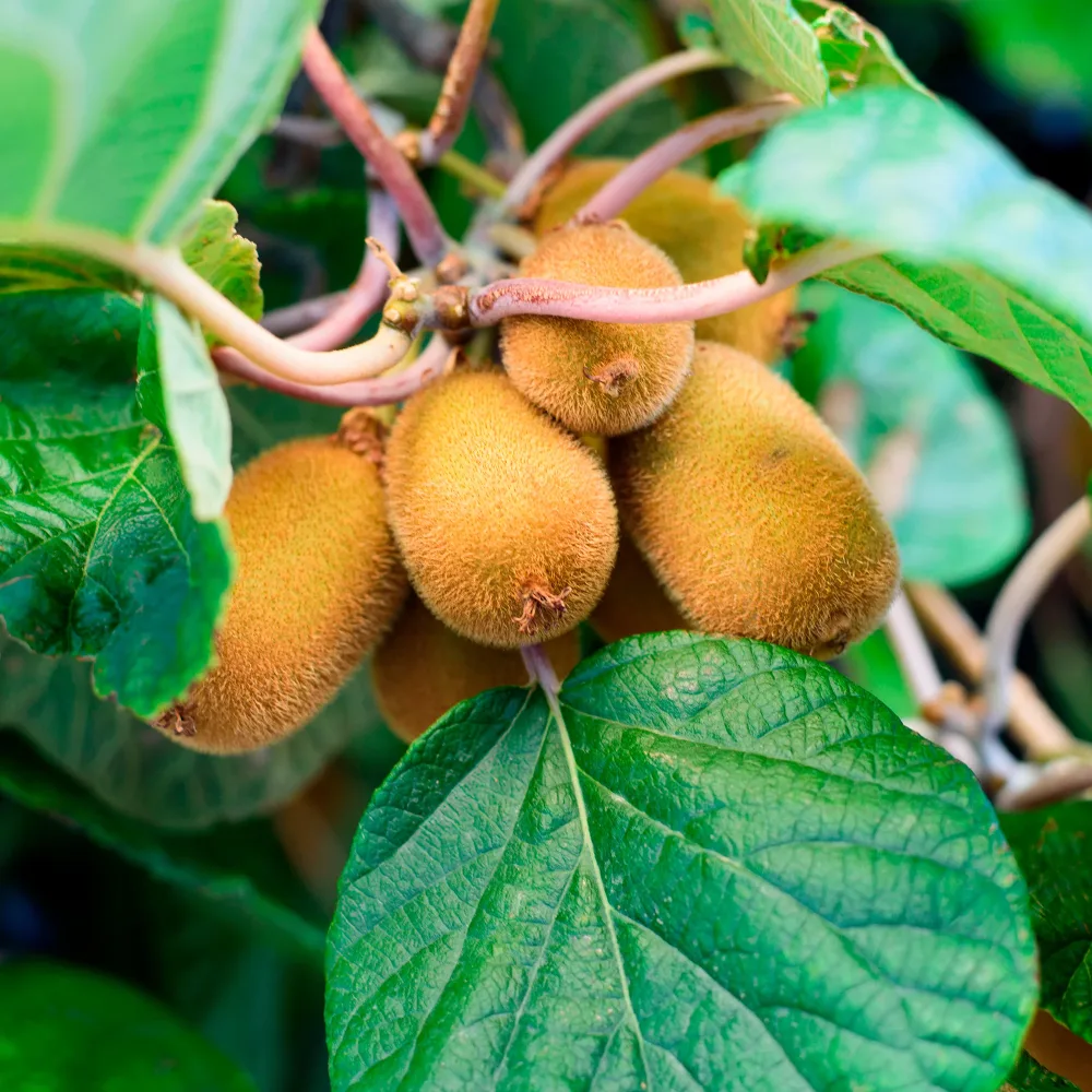 Kiwi autofertile Solo Actinidia deliciosa Solo