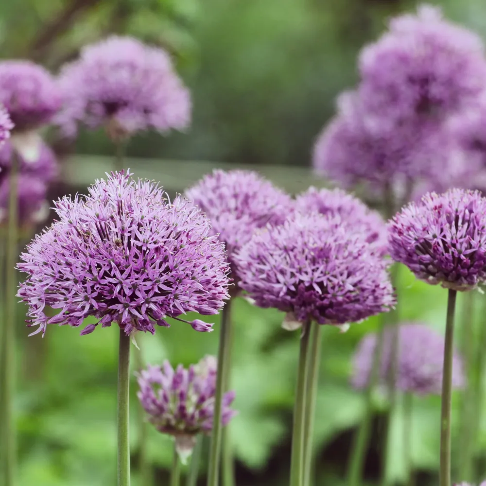 Allium Pinball Wizard Allium pinball wizard