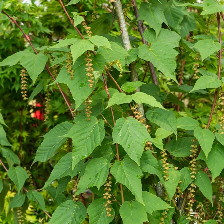 Erable du père David Acer davidii