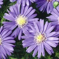 Aster vivace - Le pot de 5 litres