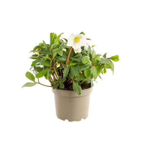 Hellébore (ou Rose de Noël) blancHE HGC® JERRY - Le pot de 1,5 litres