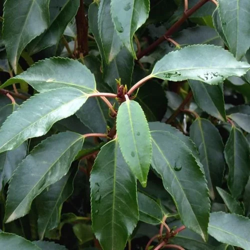 Prunus Lusitanica Angustifolia en jardinière de 60 cm