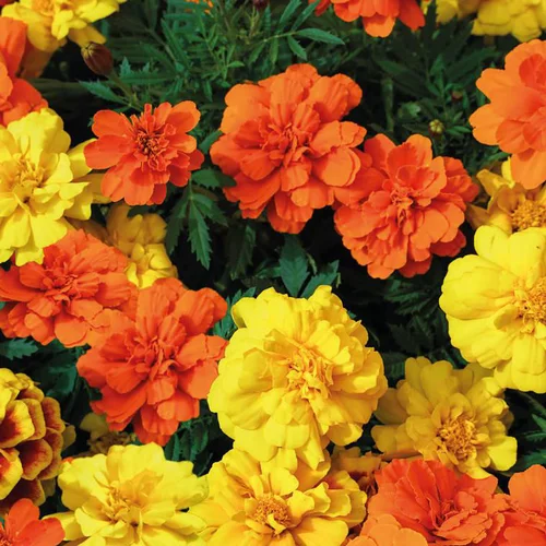 Œillet d'Inde multicolore. La barquette de 6 plants