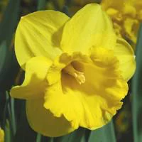 Narcisse Carlton - Le pot de 2,5 litres