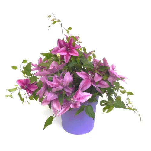 Clématite Boulevard® à fleurs multicolores - Le pot de 3 litres