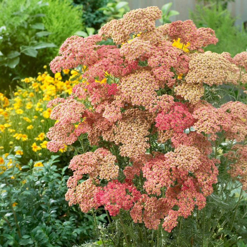 Achillée millefeuille Wesersandstein Achillea millefolium Wesersandstein