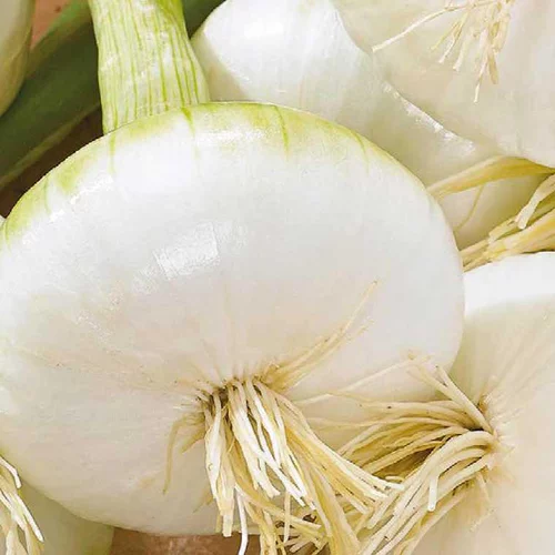 Oignon Blanc De Rebouillon Bio. La barquette de 12 plants