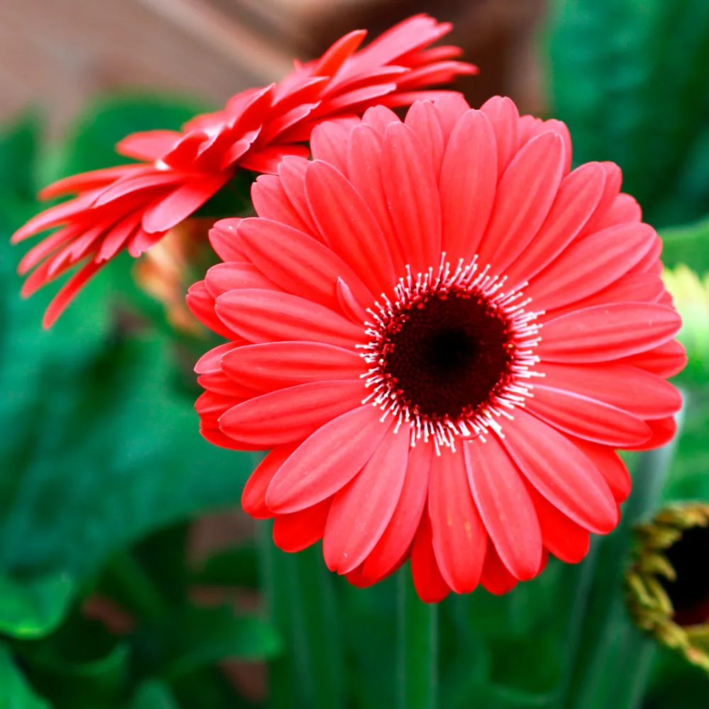 Gerbera rouge Gerbera jamesonii